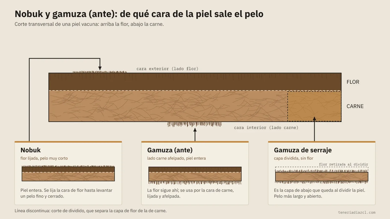 Corte transversal de una piel vacuna con la flor arriba y la carne abajo, que señala dónde se lija el nobuk, la gamuza o ante de piel entera y la gamuza de serraje sin flor