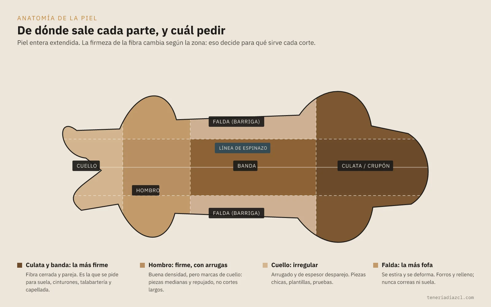 Diagrama de una piel vacuna extendida con el cuello, el hombro, la banda, la culata o crupón y las dos faldas coloreados de la zona más firme a la más fofa