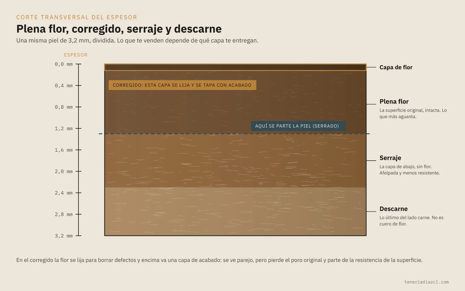 Corte transversal de una piel de 3,2 mm con una escala en milímetros: la capa de flor, la plena flor, la línea por donde se parte la piel, el serraje y el descarne