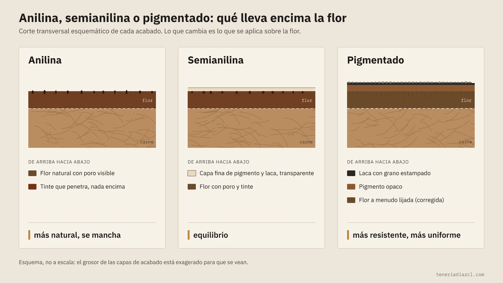 Diagrama en corte del cuero anilina, semianilina y pigmentado: qué lleva cada acabado encima de la flor